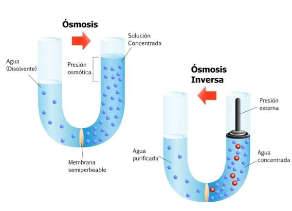 El procés de l'osmosi explicat d'una forma senzilla amb paraules del dia a dia.